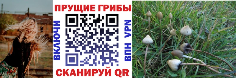Псилоцибиновые грибы Psilocybe Бирюч